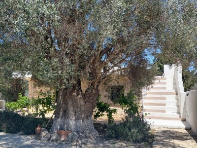 Villa Elia - Outdoor photo 9