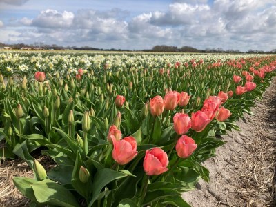 Holiday house Belkmerduinen 05 - Outdoor photo 23