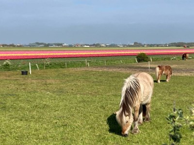 Holiday house Belkmerduinen 05 - Outdoor photo 27