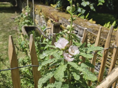 Holiday house im historischen Mosel - Fachwerkhaus - Outdoor photo 16