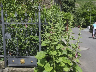 Holiday house im historischen Mosel - Fachwerkhaus - Outdoor photo 21