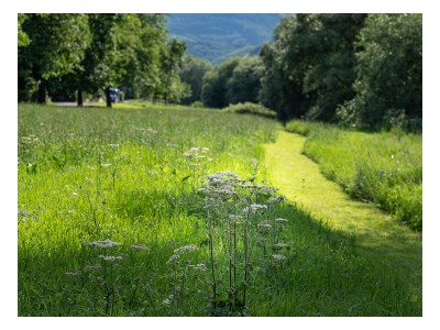 Holiday house im historischen Mosel - Fachwerkhaus - Environment photo 40