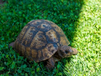 Apartment Apartments Garden - One-Bedroom Apartment with Terrace (2 Adults) - Outdoor photo 16