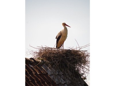 Holiday apartment The large holiday apartment - Features photo 21