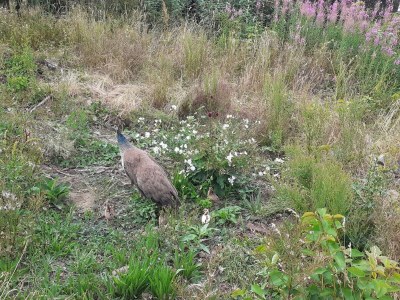 Apartment Seaside Idyll in Svaneke - By Traum Ferienwohnungen - Outdoor photo 19