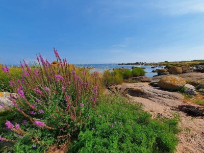 Apartment Seaside Idyll in Svaneke - By Traum Ferienwohnungen - Outdoor photo 35