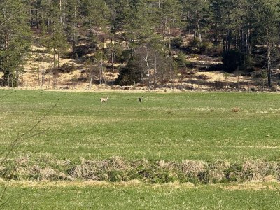 Holiday house 4 Sterne Ferienhaus in Grimstad - Outdoor photo 18