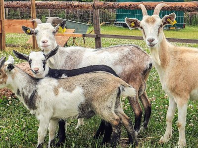 Holiday house 10 Personen Ferienhaus in Spøttrup - Outdoor photo 9