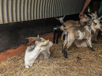 Holiday house 10 Personen Ferienhaus in Spøttrup - Outdoor photo 15