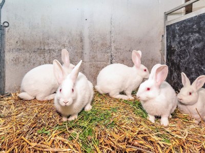 Holiday house 10 Personen Ferienhaus in Spøttrup - Outdoor photo 38