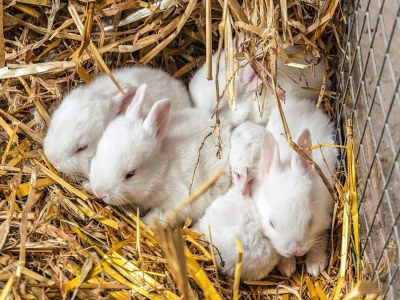 Holiday house 10 Personen Ferienhaus in Spøttrup - Outdoor photo 39