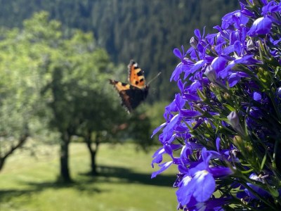 Apartment Ferienwohnung Albuin - Outdoor photo 11