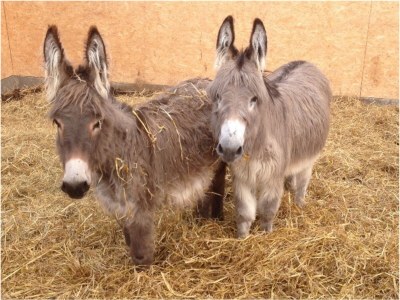 Holiday house Lindenhaus - Environment photo 27