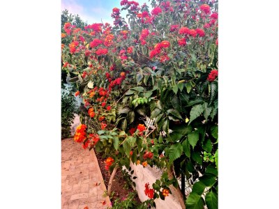 Holiday house The little house that combines tradition and modernity - Outdoor photo 10