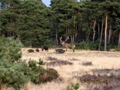 Villa Vacation Villa Bennekom - Environment photo 29