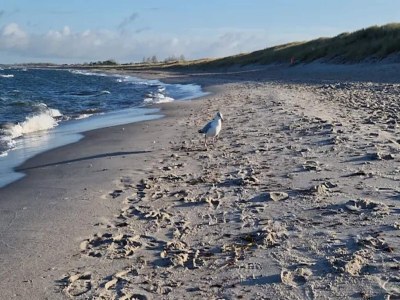 Holiday house Dünenhaus in Dierhagen - Environment photo 25