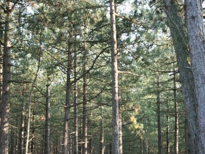 Holiday park Apartment in Netherlands near the Coast - Environment photo 16