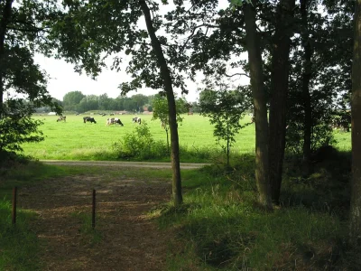 Holiday park Forest Villa in Herperduin with Bubble Bath - Environment photo 14