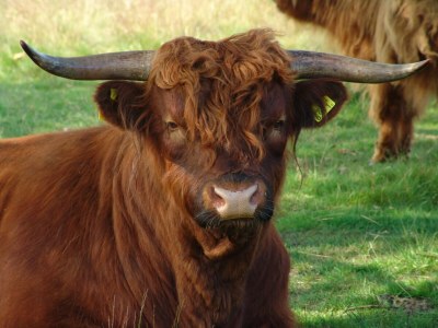 Holiday park Holiday Home in Netherlands with Private Garden - Environment photo 22