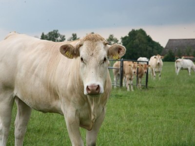Holiday park Schicker Aufenthalt in der Heidelandschaft - Outdoor photo 20