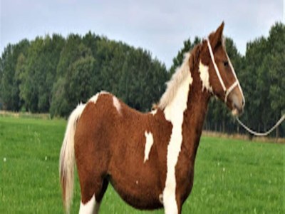 Holiday park Schicker Aufenthalt in der Heidelandschaft - Outdoor photo 21