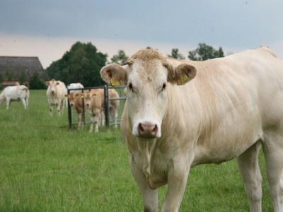 Holiday park Villa mit Solarium bei Hoogeveen - Environment photo 16