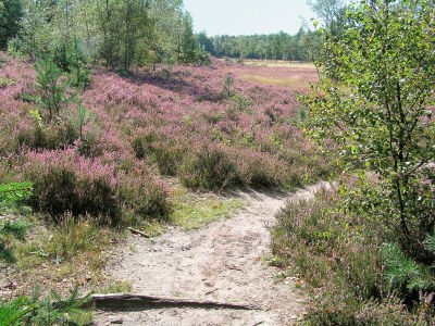 Holiday park Charmantes renoviertes Haus mit Kamin - Environment photo 12