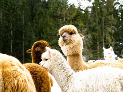 Apartment Sonndeck - Outdoor photo 10