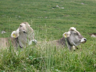 Holiday apartment Staufenblick 1 - Environment photo 21