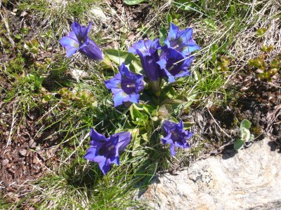 Holiday apartment Staufenblick 1 - Environment photo 23