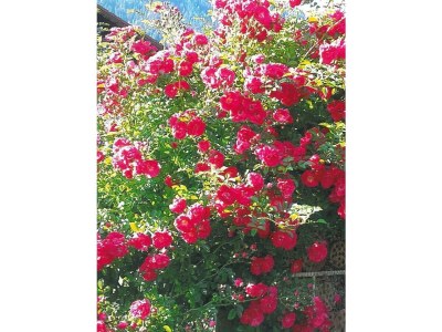 Apartment Apartment/2 Schlafräume/Dusche, WC - Outdoor photo 5