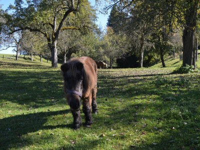 Apartment Appartement E - 2 Schlafzimmer, Dusche, WC - Outdoor photo 8