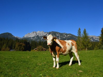 Apartment Appartement E - 2 Schlafzimmer, Dusche, WC - Outdoor photo 9