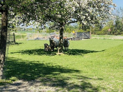 Holiday house VZ178 Vakantiehuis Zoutelande - Outdoor photo 19