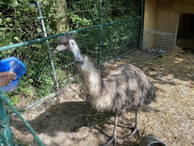 Chalet VZ851 Vakantiechalet in Ossenisse - Outdoor photo 25