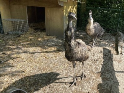 Chalet VZ849 Vakantiechalet Ossenisse - Outdoor photo 18