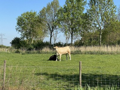 Holiday house VZ736 Vakantiehuis Ellewoutsdijk - Outdoor photo 29