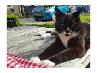 Holiday house VZ891 Vakantiehuis in Renesse - Outdoor photo 18