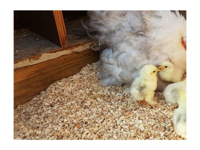 Holiday house VZ891 Vakantiehuis in Renesse - Outdoor photo 21