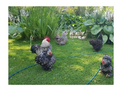 Holiday house VZ891 Vakantiehuis in Renesse - Outdoor photo 32