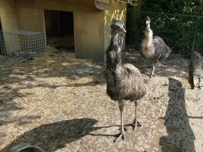 Chalet VZ456 Vakantiechalet Ossenisse - Outdoor photo 13