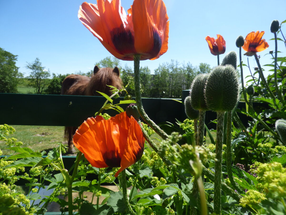 Holiday apartment The morning sun - Outdoor photo 5