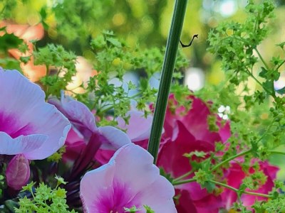 Holiday apartment The morning sun - Outdoor photo 6