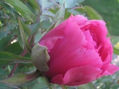 Holiday apartment The morning sun - Outdoor photo 10