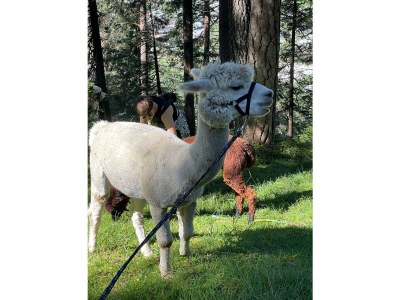 Apartment Ferienhaus mit Seeblick - Outdoor photo 11