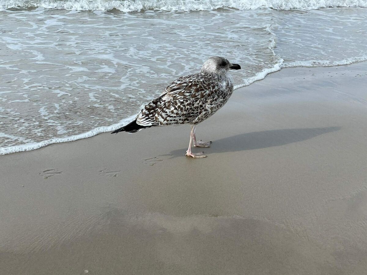 Holiday house Modernes Strandrefugium -- By Traum Ferienwohnungen - Outdoor photo 3