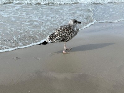 Holiday house Modernes Strandrefugium -- By Traum Ferienwohnungen - Outdoor photo 3