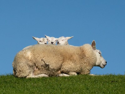 Bungalow Haus Lilly on Texel - Environment photo 45