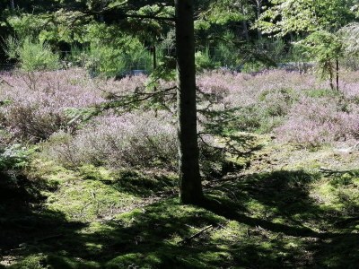 Holiday house 4 Sterne Ferienhaus in Ålbæk - Outdoor photo 33