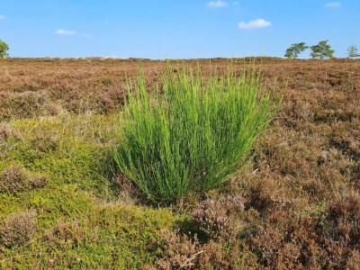 Holiday house 5 Sterne Ferienhaus in Farsø - Outdoor photo 23